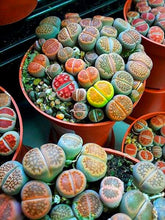 Load image into Gallery viewer, 20pcs mixed lithops seeds bonsai plants lophophora stone flower indoor bonsai seeds tree succulents plantas para jardin for garden plants
