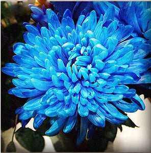 100pcs Multiple colour chrysanthemum seeds bonsai chrysanthemum flower seeds bonsai perennial indoor flowering home garden potted plants