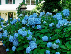 10PCS blue Hydrangea Flower Bonsai flower Fort Viburnum Hydrangea Flower Seeds Macrophylla Potted Plants For Home Garden Planting Flowers