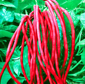 20PCS bonsai Chinese Long Bean Seeds Vigna Unguiculata plants Long Cowpea Seeds Snake Bean Organic Edible Vegetable plant Garden Plants