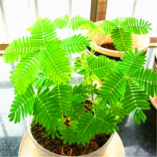 Load image into Gallery viewer, 100pcs/bag Rare Mimosa Pudica Seeds Shame Balcony Foliage Plants Potted  Sensitive Plant Fun Bashfulgrass Seeds
