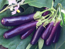 Load image into Gallery viewer, 100pcs/bag Purple Round Eggplant Seeds Organic Eggplant Vegetable Seeds Bonsai Plants
