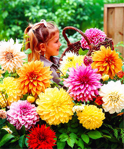 100pcs Dahlia Seeds not Bulbs Dahlia flower bonsai temperate perennial flowering plants for home garden pot plants