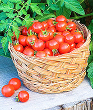 Load image into Gallery viewer, 200pcs Climbing Tomato Seeds mini cherry milk tomatoes bonsai fruit and vegetables plants seeds for home garden planting potted plant
