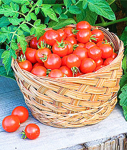 200pcs Climbing Tomato Seeds mini cherry milk tomatoes bonsai fruit and vegetables plants seeds for home garden planting potted plant