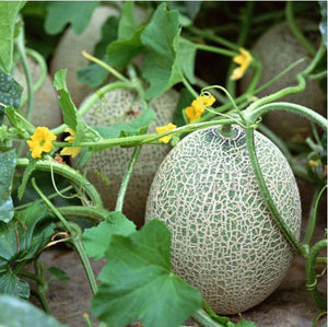 20pcs cantaloupe fruit seeds melon Very sweet fruit  plants Bonsai seeds for mini garden plant melon