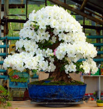 Load image into Gallery viewer, 20 Pcs/bag Rare Bonsai Azalea Flower Seeds Home Garden Plants Looks Like Sakura Japanese Cherry Blooms Flower
