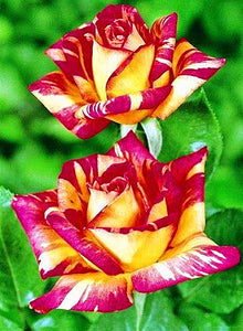 European rose bonsai seeds rare double rose flower seeds Bonsai perennial blooming pot plant for home garden