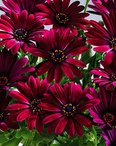 50PCS Echinacea purpurea Bonsai plants Perennial bonsai Flower plant Coneflower Showy Much-doubled Flowers Heads Potted Plant