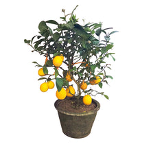 Load image into Gallery viewer, 100pcs 4 kind Bonsai fruit tree seeds Perennial Dwarf Kiwi Apple Lemon Cherry bonsai fruit seeds garden potted plant
