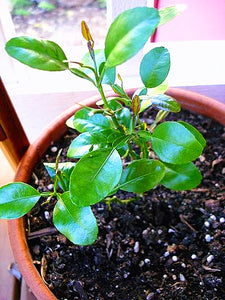 10pcs kaffir lime seeds (Citrus aurantifolia) organic fruit Lemon Bonsai Tree seeds pot plants