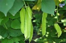 Load image into Gallery viewer, 5PCS  Winged Bean Seeds plants Organic Health Green Vegetable Psophocarpus Tetragonodobus Seeds plant Nutrient Plants For Farm Garde
