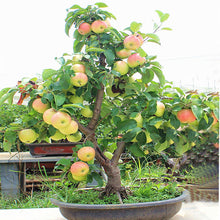 Load image into Gallery viewer, 20pcs Dwarf Apple Bonsai Red Malus domestica potted Tree Delicious fruit plants for mini flower garden planting
