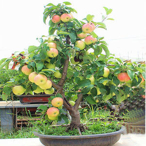 20pcs Dwarf Apple Bonsai Red Malus domestica potted Tree Delicious fruit plants for mini flower garden planting