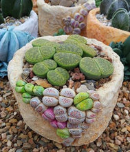 Load image into Gallery viewer, 20pcs mixed lithops seeds bonsai plants lophophora stone flower indoor bonsai seeds tree succulents plantas para jardin for garden plants
