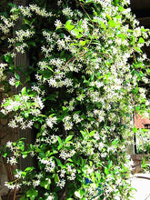 Load image into Gallery viewer, 20PCS Rare Bonsai Climbing Jasmine Seeds beautiful white flowers Perennial indoor or outdoor potted plant decorated home garden plants
