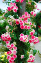 Load image into Gallery viewer, 100pcs/bag Rainbow Climbing Rose Bonsai Seeds and Rose Bonsai Rare Flowers Seeds Plants Bonsai Tree Balcony &amp; Yard Potted for home garden Plants
