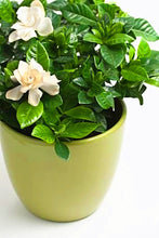 Load image into Gallery viewer, Orange jasmine bonsai seeds flowers rare jasmine flower seed bonsai perennial indoor flowring for home garden potted
