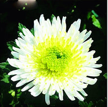 Load image into Gallery viewer, 100pcs Multiple colour chrysanthemum seeds bonsai chrysanthemum flower seeds bonsai perennial indoor flowering home garden potted plants
