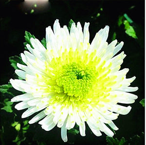 100pcs Multiple colour chrysanthemum seeds bonsai chrysanthemum flower seeds bonsai perennial indoor flowering home garden potted plants