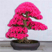 Load image into Gallery viewer, 10Pcs Rare Cherry Blossoms Seeds Bonsai Cherry Sakura Flower seeds bonsai tree indoor flowering potted plants Cerasus Flowers Plant
