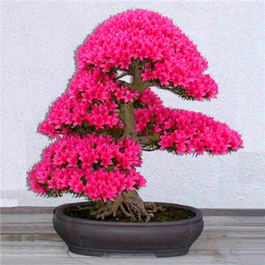 10Pcs Rare Cherry Blossoms Seeds Bonsai Cherry Sakura Flower seeds bonsai tree indoor flowering potted plants Cerasus Flowers Plant