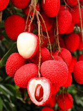 Load image into Gallery viewer, 5pcs Lychee Seeds Bosnai Fruit Litchi chinese Sweet Bosnai Fruit Seeds Tree Plants Perennials Plant For Home Garden Planting
