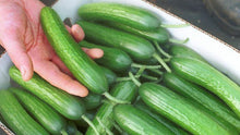 Load image into Gallery viewer, 100pcs cucumber seeds japanese mini cucumber vegetable seeds plants for home vegetables for home&amp;garden plants planting
