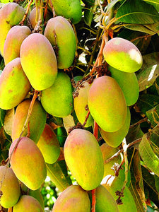 1pcs  Mango Seeds Very Delicious Fruit Seeds tree seeds Perennial For Home Garden plant easy grow