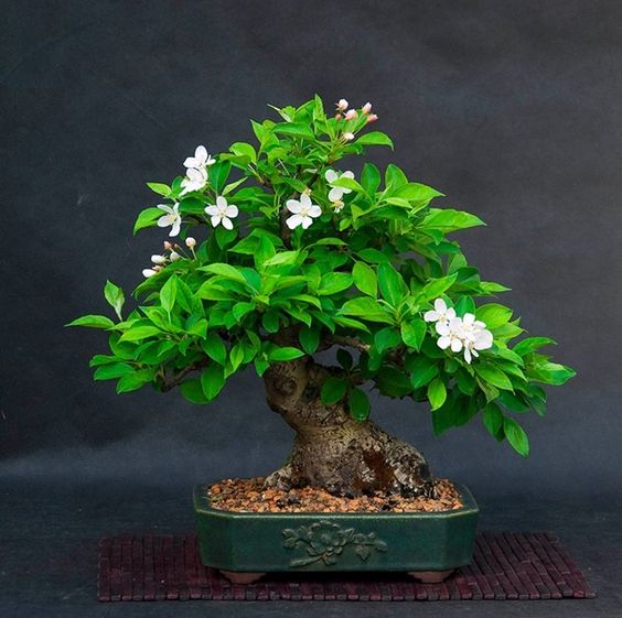 20Pcs/Bag Jasmine Flower Seeds Bonsai Beautiful Jasminum Sambac Flower Bonsai perennial indoor flowering plant For Home Garden Potted Plants