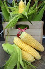 Load image into Gallery viewer, 20pcs bonsai yellow sweet glutinous corn seeds waxy corn vegetable seeds red corn sticky plant seeds
