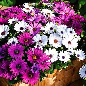 50PCS Echinacea purpurea Bonsai plants Perennial bonsai Flower plant Coneflower Showy Much-doubled Flowers Heads Potted Plant