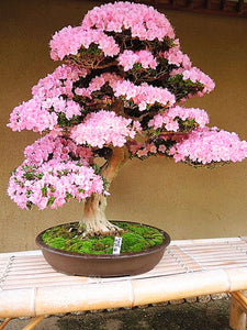 10Pcs Rare Cherry Blossoms Seeds Bonsai Cherry Sakura Flower seeds bonsai tree indoor flowering potted plants Cerasus Flowers Plant