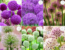 Load image into Gallery viewer, 100pcs Mixed Colour Giant Onion flower Allium Giganteum Beautiful Flowers home Garden potted Plant Rare Flower For Children
