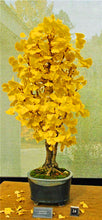 Load image into Gallery viewer, 3Pcs/Bag Ginkgo Seeds Bonsai Beautiful foliage plants bonsai tree seed Perennial Indoor or Outdoor Plants home Garden Potted plant planting
