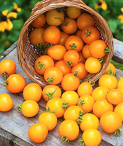 200pcs Climbing Tomato Seeds mini cherry milk tomatoes bonsai fruit and vegetables plants seeds for home garden planting potted plant