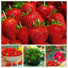 Load image into Gallery viewer, 300Pcs Common Strawberry Bonsai Fragaria ananassa Milk strawberry Fruit Seeds bonsai potted plants indoor perennial fruit bonsai plant
