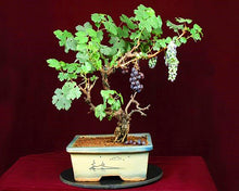 Load image into Gallery viewer, 50pcs Grape Bonsai Seeds plants Miniature Plantas bonsai Organic Grpes Fruit Seeds Planting For home MIni Garden Potted plant Bonsai fruit tree
