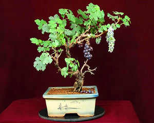 50pcs Grape Bonsai Seeds plants Miniature Plantas bonsai Organic Grpes Fruit Seeds Planting For home MIni Garden Potted plant Bonsai fruit tree