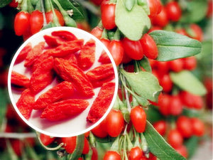 200Pcs real goji Fruit Seeds bonsai Goji Berry Wolfberry Lycium Chinense herb for home garden Health Benefit Medlar plants