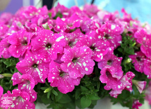 20pcs Rare Blue Morning Glory Seeds Climbing Petunia Seeds Bonsai Flower Seeds Potted Plant for Home Garden Decoration