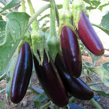 Load image into Gallery viewer, 100pcs/bag Purple Round Eggplant Seeds Organic Eggplant Vegetable Seeds Bonsai Plants
