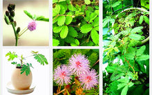 Load image into Gallery viewer, 100pcs/bag Rare Mimosa Pudica Seeds Shame Balcony Foliage Plants Potted  Sensitive Plant Fun Bashfulgrass Seeds
