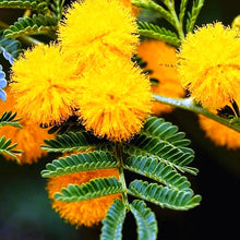 Load image into Gallery viewer, 100pcs/bag Rare Mimosa Pudica Seeds Shame Balcony Foliage Plants Potted  Sensitive Plant Fun Bashfulgrass Seeds
