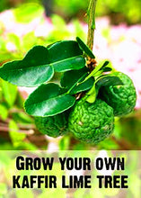 Load image into Gallery viewer, 10pcs kaffir lime seeds (Citrus aurantifolia) organic fruit Lemon Bonsai Tree seeds pot plants
