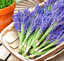 Load image into Gallery viewer, 100pcs Lavender Flower Seeds Bonsai Lavandula angustifolia Very fragrant flower plant perennial indoor garden flowering potted plants
