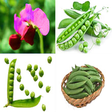 Load image into Gallery viewer, 10pcs bonsai Pea seeds Organic Super Sweet Green Arrow bean Heirloom Pisum vegetable seeds garden plants planting
