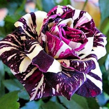 Load image into Gallery viewer, European rose bonsai seeds rare double rose flower seeds Bonsai perennial blooming pot plant for home garden
