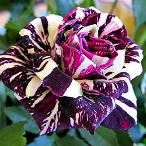 European rose bonsai seeds rare double rose flower seeds Bonsai perennial blooming pot plant for home garden