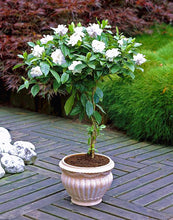 Load image into Gallery viewer, Orange jasmine bonsai seeds flowers rare jasmine flower seed bonsai perennial indoor flowring for home garden potted
